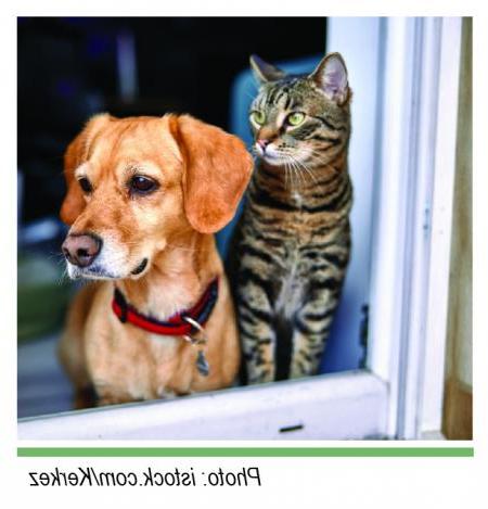 pets in window